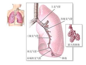 人体里的肝 ,肺在哪边?是左肝右肺吗?
