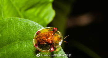 金甲虫采集路线