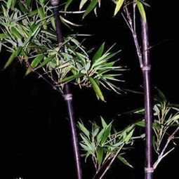 紫竹,紫竹图片
