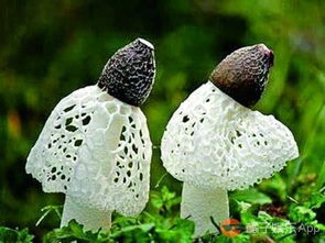 竹荪读音，竹荪读音的功效与作用