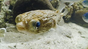 刺鲀，刺鲀鱼