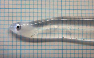 手机怎么设置透明壁纸