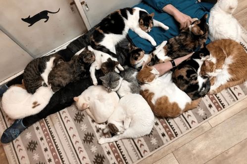 多猫,多猫app下载