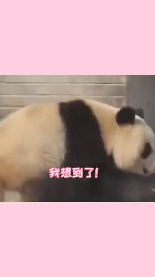 真是，真是拼音