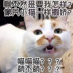 一起喵喵喵是什么歌?