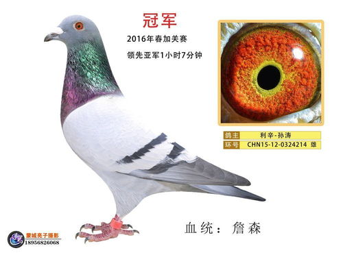 下载了迅雷11还用下迅雷快鸟吗