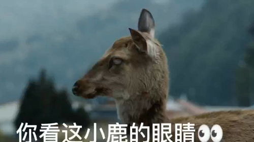 小鹿眼