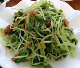 蕨菜长什么样