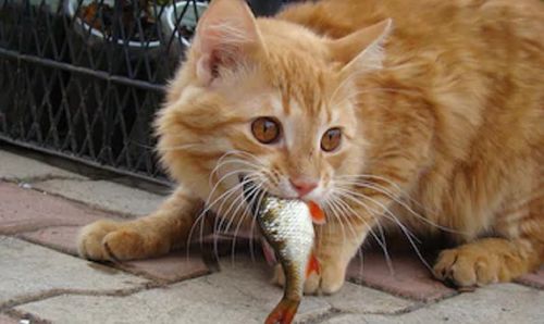 猫吃鱼游戏，猫吃鱼游戏图片