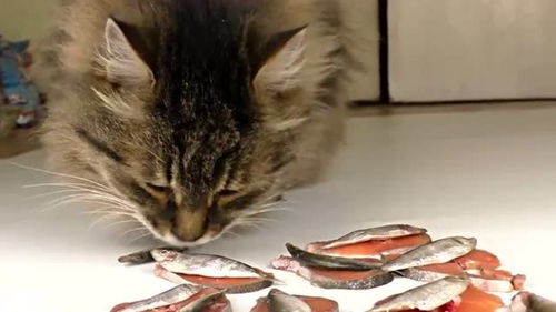 《最囧的游戏》上面猫加鱼等于什么?