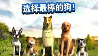 小狗游戏，小狗游戏视频