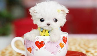 什么是茶犬?