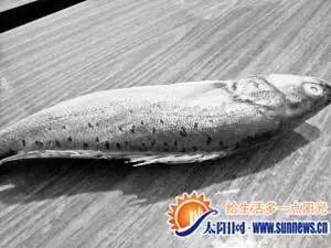 生命鲈鱼，生命鲈鱼哪里多