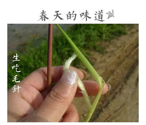 毛针