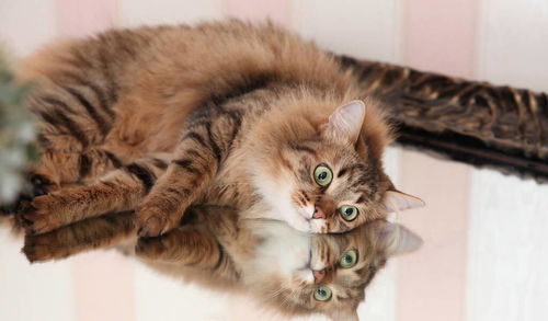 破解版块猫在哪下载