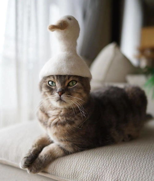 戴帽子的猫,戴帽子的猫 电影