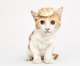 戴帽子的猫有中文版吗