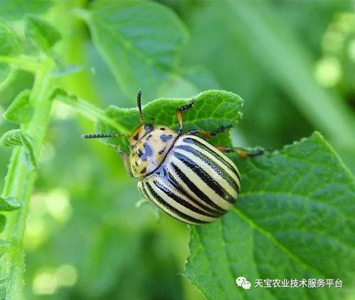 昆虫资料大全，螳螂的昆虫资料大全
