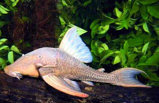 食木甲鲶鱼的刚抓获的食木鲶鱼