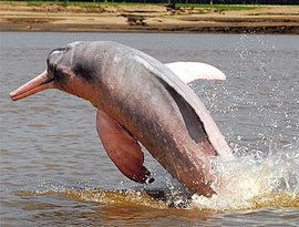 现存体型最大的淡水豚是什么