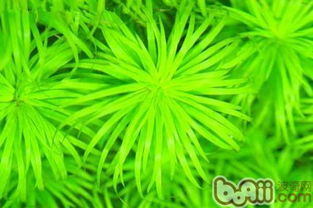 [格罗姆之血] [太阳草] [火焰花] 分别在哪多?大神们帮帮忙
