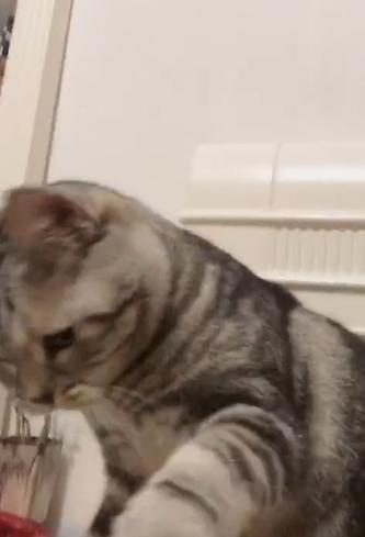 坏坏猫，坏坏猫小说官网免费下载