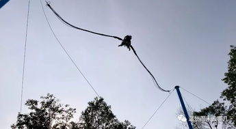 2020年最受欢迎的景区娱乐项目是什么?