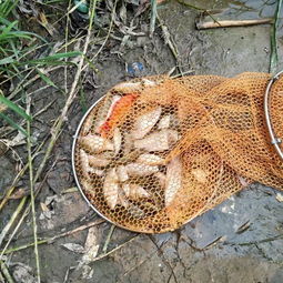 血蛭放冰箱冷藏会死吗