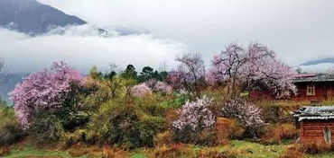 桃花村的来历