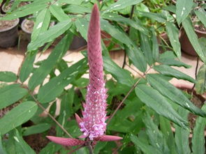 猫尾草,猫尾草植物大战僵尸