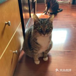 猫社