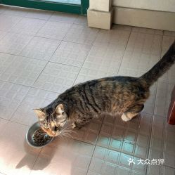 猫温在猫社里潜伏期是多少天