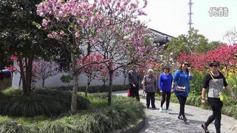 桃花村，桃花村板材和红棉花板材
