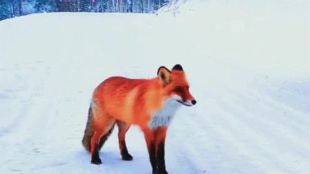 千年狐狸