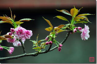 樱花儿进化，樱花儿进化图