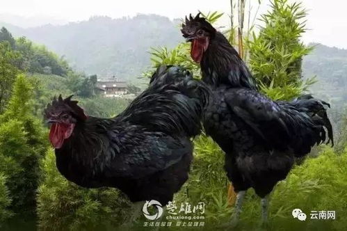 贵阳捉鸡，贵阳捉鸡麻将规则