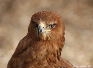 谁有VH-71“茶隼”(Kestrel)直升机的参数?