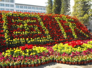什么的花坛