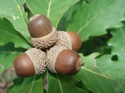 橡实果，橡实果进化