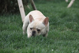 “光猪”滑雪节是怎么回事?