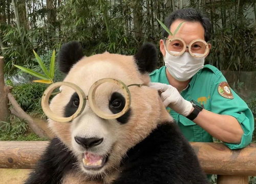 流浪熊猫，流浪熊猫官方版下载