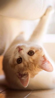 猫咪社区图片是叹号
