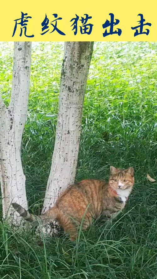 虎纹猫，虎纹猫是什么品种