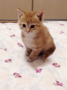 美国短毛猫的特点?