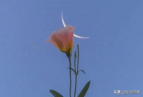 阴阳师委派缺失的花札用什么式神