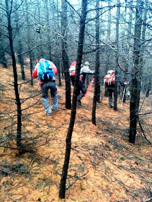 迷失在森林，迷失在森林的小鹿歌词
