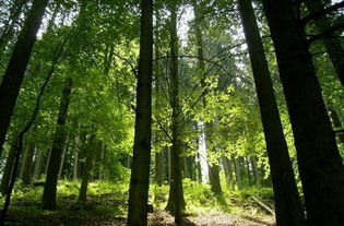 云南黄果冷杉属于种子植物吗?