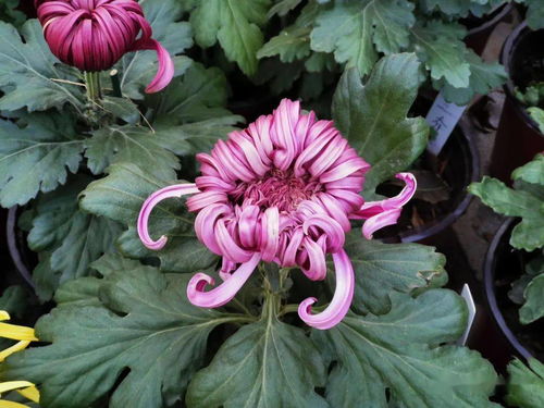 缺失的花札，式神委派缺失的花札