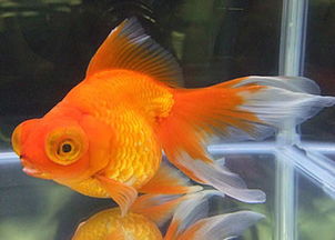 龙睛金鱼，龙睛金鱼好养吗