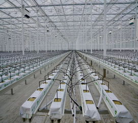 郁金香哪个生长周期最适合航空运输